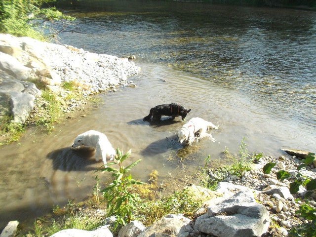 Mit Dusty, Luna und Besuchshund Lucky an der Alz.