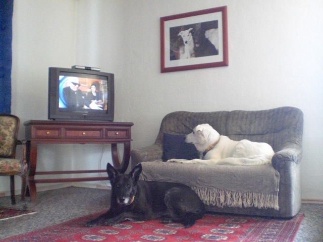 Dusty und Luna beim »Fernsehen schauen« in meinem Wohnzimmer.