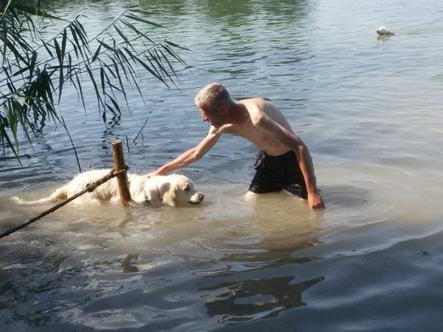 Mit Gasthund Jinjin beim Schwimmen am (im) Waginger See.