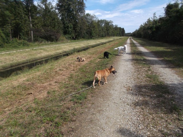 Spaziergang am Kressenbach mit Luna sowie den drei Gasthunden Rocky, Kira und Lilly.