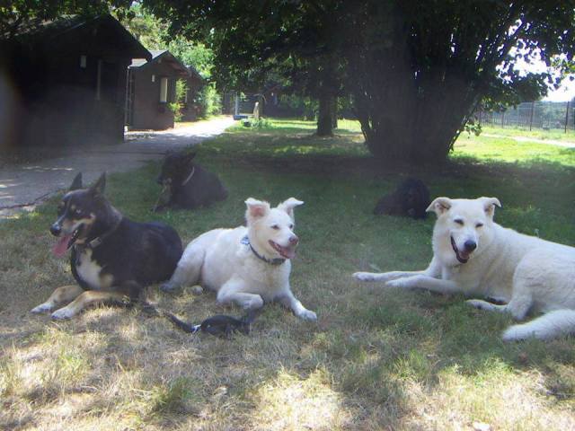 Meine Betreuungsgruppe im August 2013. v.l.n.r.: Nilo, Dusty, Liczia, Lucy, Luna