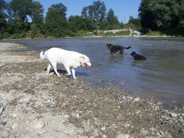 Mit Dusty, Luna und Gasthund Schila beim Schwimmen.
